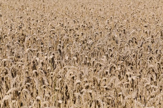 Golden ears of wheat on the field