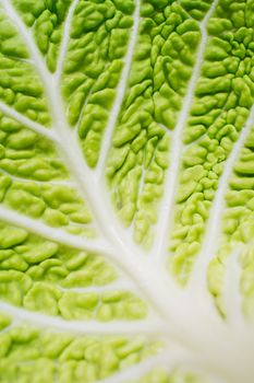 A close up of a savoy cabbage leaf