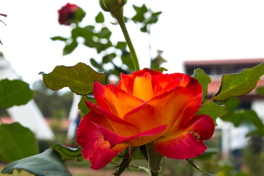 beautiful roses colurful (petals, leaves, bud and an open flower)