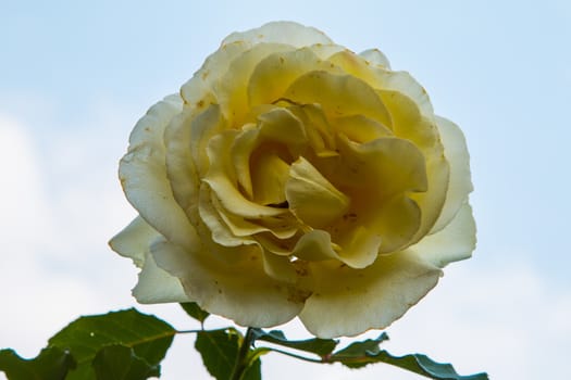 beautiful roses colurful (petals, leaves, bud and an open flower)