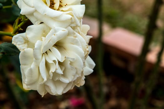 beautiful roses colurful (petals, leaves, bud and an open flower)