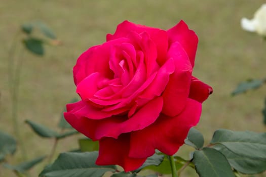 beautiful roses colurful (petals, leaves, bud and an open flower)