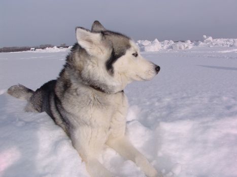 Husky dog in winter. Cute pet, friendly.