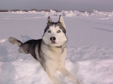 Husky dog in winter. Cute pet, friendly.