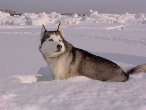 Husky dog in winter. Cute pet, friendly.