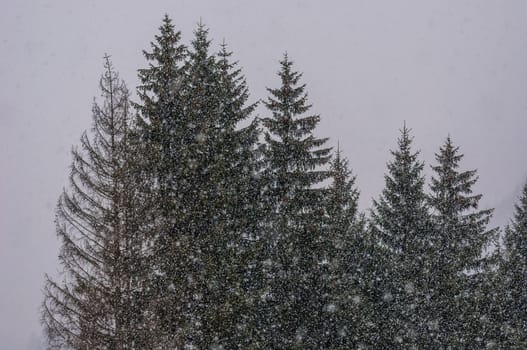 forest under strong snowy weather,  gray sky, white background