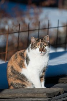 Three-colored cat sitting outdoor upon a stack of wood