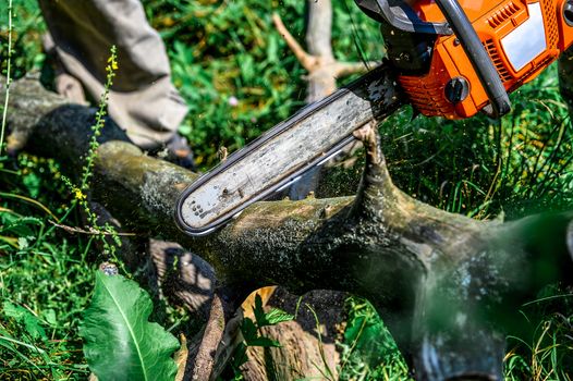 Cutting wooden logs electric chainsaw in the forest