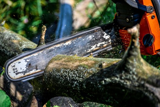 Cutting wooden logs electric chainsaw in the forest