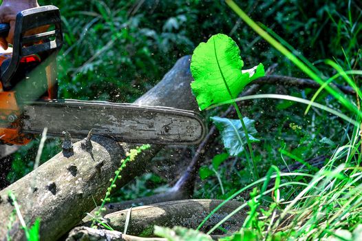 Cutting wooden logs electric chainsaw in the forest