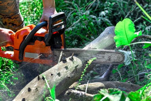 Cutting wooden logs electric chainsaw in the forest