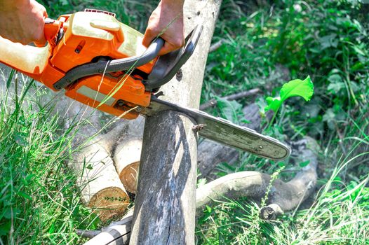 Cutting wooden logs electric chainsaw in the forest