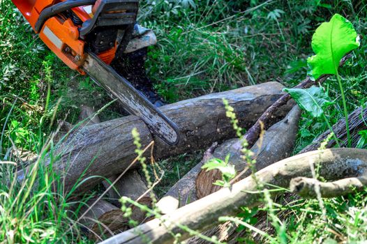 Cutting wooden logs electric chainsaw in the forest