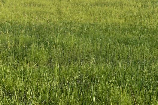 Green grass. natural background texture. fresh spring green grass.