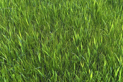 Green grass. natural background texture. fresh spring green grass.