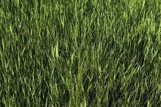 Green grass. natural background texture. fresh spring green grass.