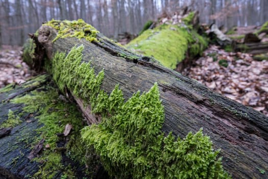 Moss grows on the darker side of trees