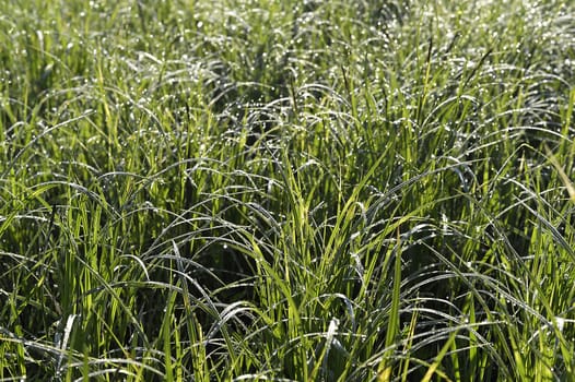 Green grass. natural background texture. fresh spring green grass.