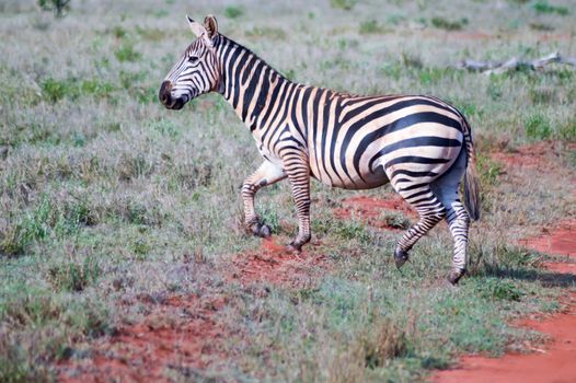 Zebra lying in the savanna of Tsavo West Park in Kenya