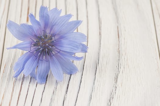 Lilac field flower on white old wooden table. Selective focus.