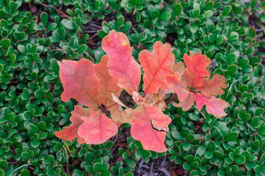 Small sprout of oak tree with red leaves on green bootlicking moss background