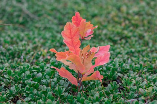 Small sprout of oak tree with red leaves on green bootlicking moss background