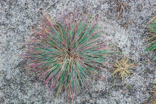 Deserted plants on grey coastal sand background