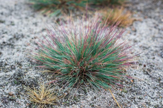 Deserted plants on grey coastal sand background