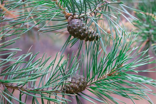 Close-up of pinecones on pine tree branch in coniferous forest