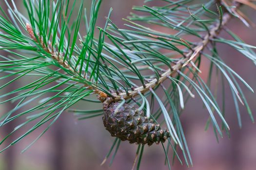 Close-up of pinecone on pine tree branch in coniferous forest