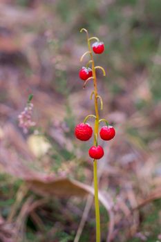 Red berries of lily-of-the-valley in autumnal coniferous forest ground