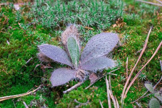 Woodland ground chunky pilose plant in green moss background