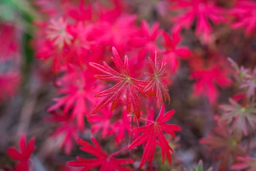 Floral background with red and purple autumnal toreutic leaves