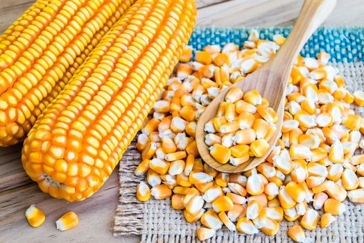 corn seed or maize corn seed pile in spoon wooden on brown sack on table wooden