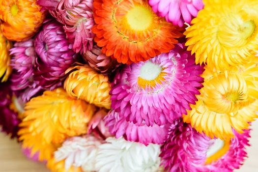 Beautiful strawflowers on wooden table