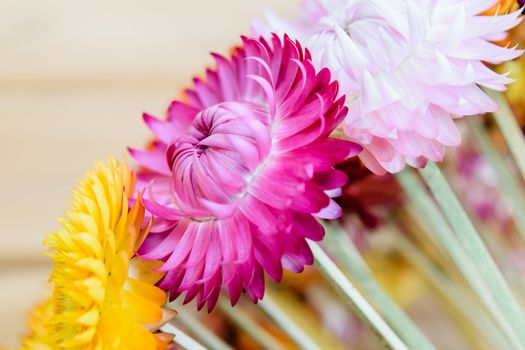 Beautiful strawflowers on wooden table