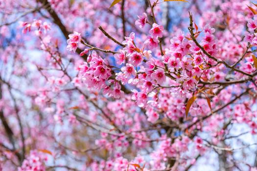 Sakura flowers blooming blossom in PhuLomLo Loei Province , Thailand