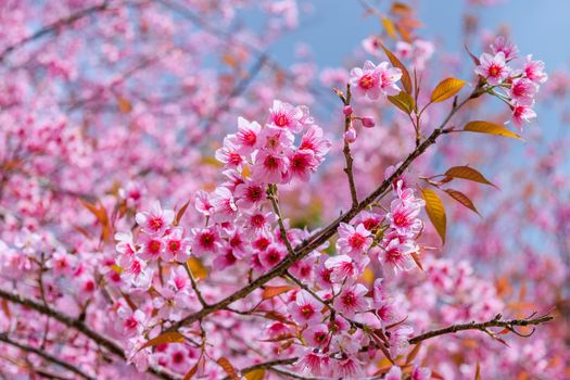 Sakura flowers blooming blossom in PhuLomLo Loei Province , Thailand