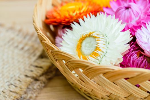 Beautiful strawflowers on wooden table