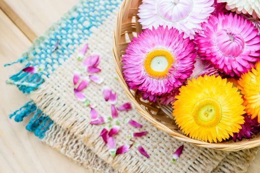 Beautiful strawflowers on wooden table