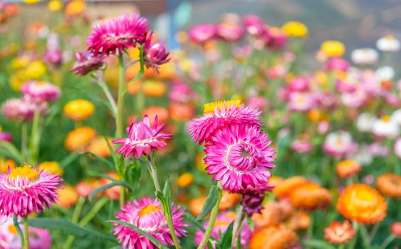 beautiful growing strawflowers in the garden