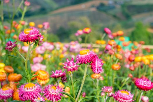 beautiful growing strawflowers in the garden