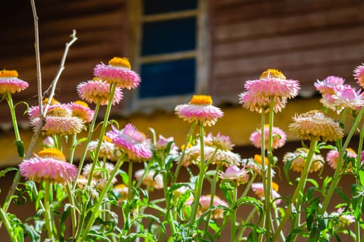 beautiful growing strawflowers in the garden