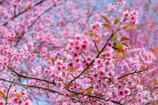 Sakura flowers blooming blossom in PhuLomLo Loei Province , Thailand