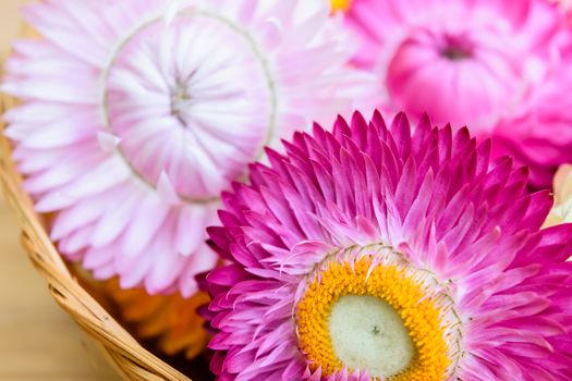 Beautiful strawflowers on wooden table