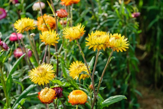 beautiful growing strawflowers in the garden