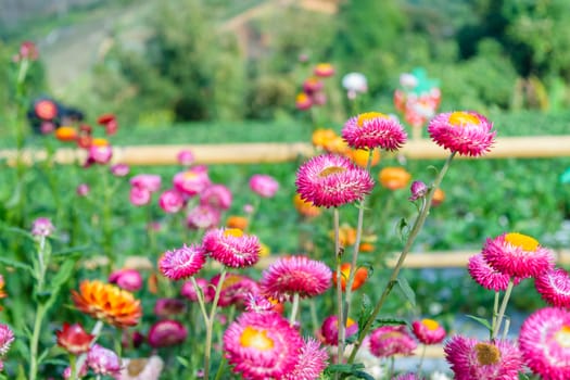 beautiful growing strawflowers in the garden