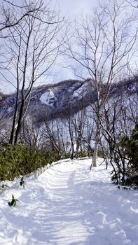 Snow and walkway in the forest Noboribetsu onsen snow winter vertical national park in Jigokudani, Hokkaido, Japan