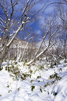 Snow in the forest Noboribetsu onsen snow winter national park in Jigokudani, Hokkaido, Japan