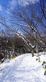 Snow and walkway in the forest Noboribetsu onsen snow winter national park in Jigokudani, Hokkaido, Japan